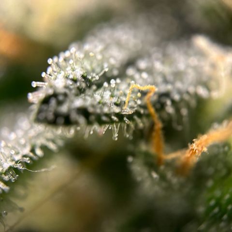 Frosted Guava growlog timeline photo