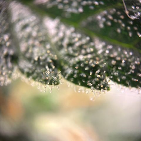 Frosted Guava growlog timeline photo