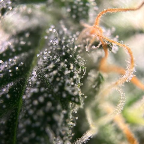 Frosted Guava growlog timeline photo