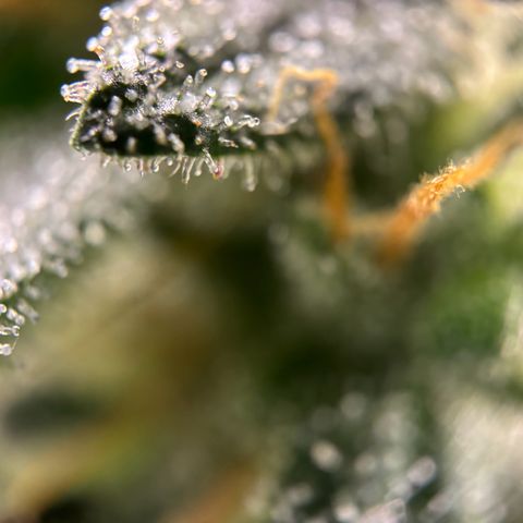 Frosted Guava growlog timeline photo