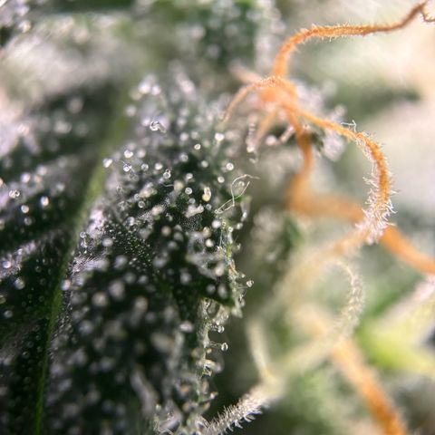 Frosted Guava growlog timeline photo