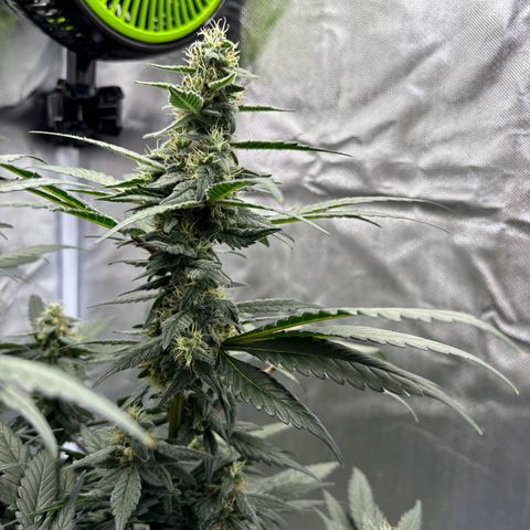 Frosted Guava growlog timeline photo