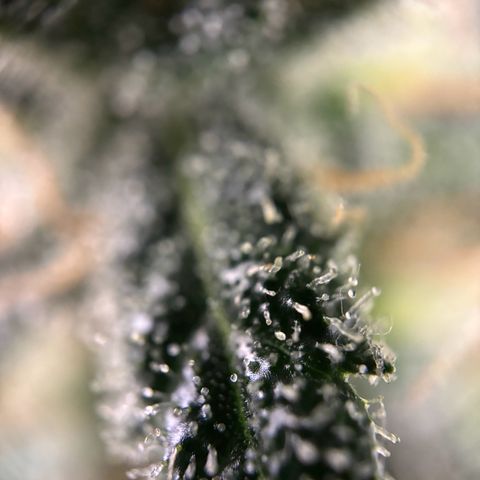 Frosted Guava growlog timeline photo