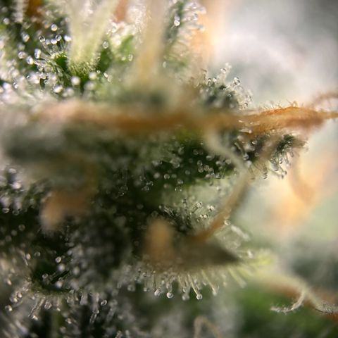 Frosted Guava growlog timeline photo