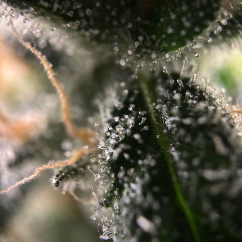 Frosted Guava growlog timeline photo