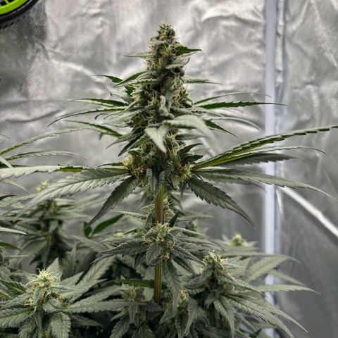 Frosted Guava growlog timeline photo