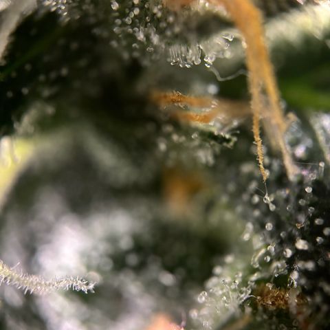 Frosted Guava growlog timeline photo