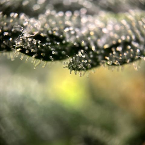 Frosted Guava growlog timeline photo