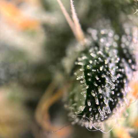 Frosted Guava growlog timeline photo