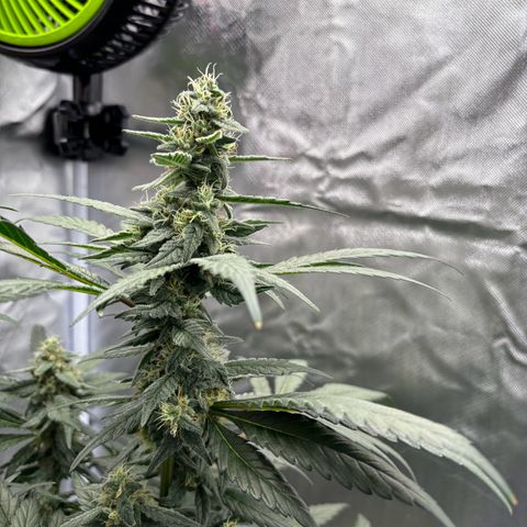 Frosted Guava growlog timeline photo