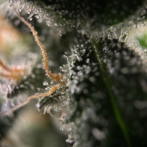 Frosted Guava growlog timeline photo