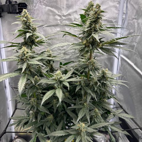 Frosted Guava growlog timeline photo