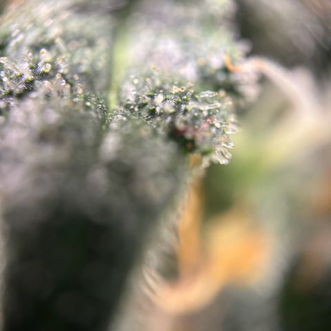 Frosted Guava growlog timeline photo