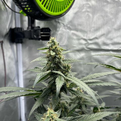Frosted Guava growlog timeline photo