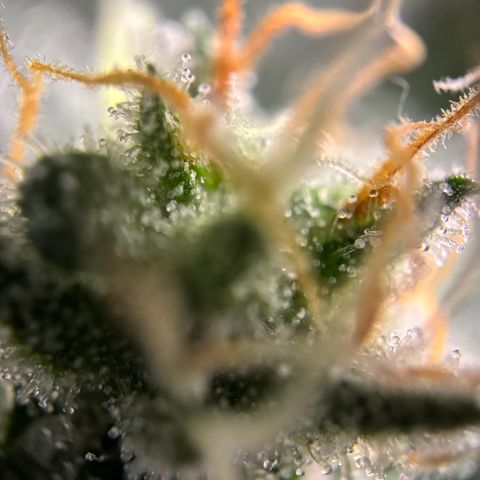 Frosted Guava growlog timeline photo