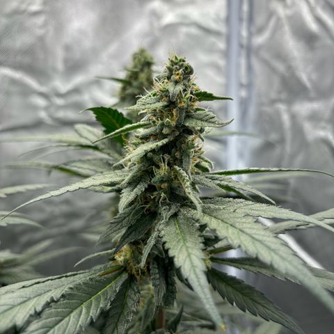 Frosted Guava growlog timeline photo