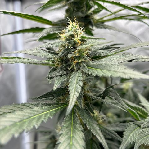 Frosted Guava growlog timeline photo