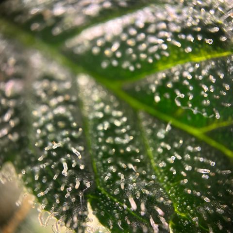 Frosted Guava growlog timeline photo