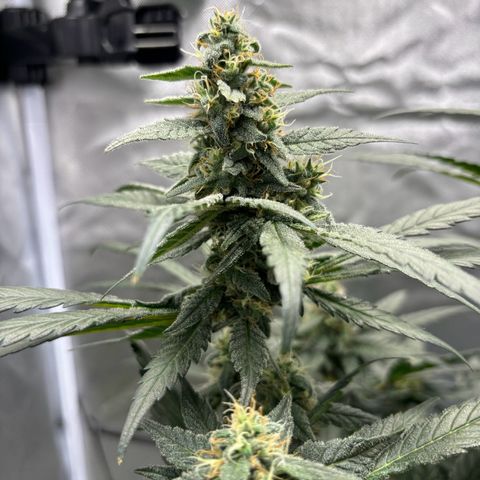 Frosted Guava growlog timeline photo