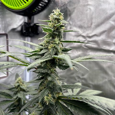 Frosted Guava growlog timeline photo