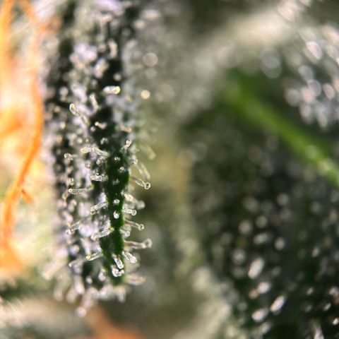 Frosted Guava growlog timeline photo