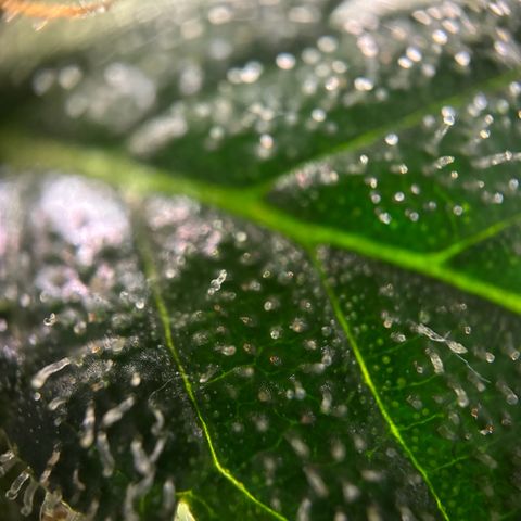 Frosted Guava growlog timeline photo