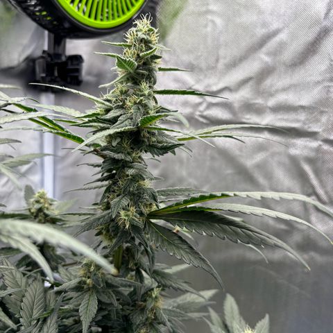 Frosted Guava growlog timeline photo
