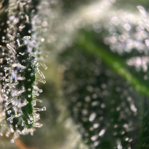 Frosted Guava growlog timeline photo