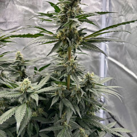 Frosted Guava growlog timeline photo