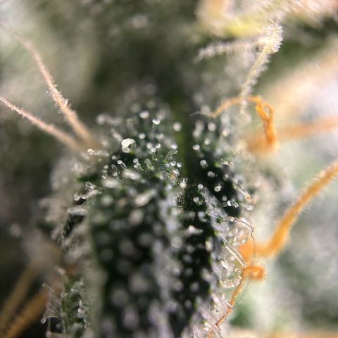 Frosted Guava growlog timeline photo