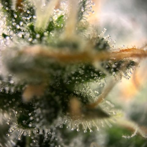 Frosted Guava growlog timeline photo