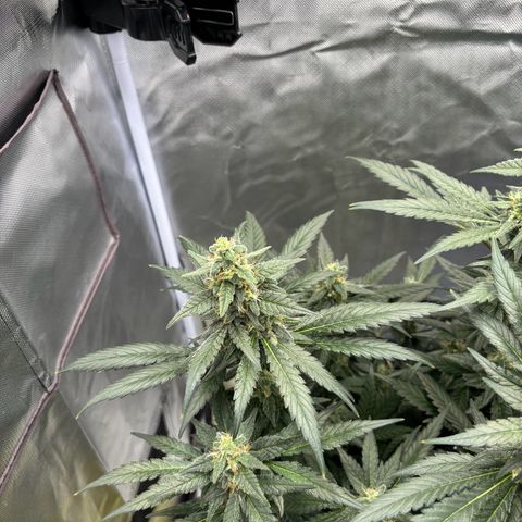 Frosted Guava growlog timeline photo