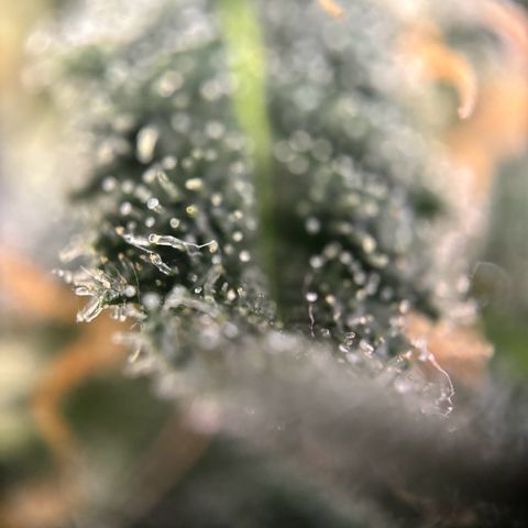 Frosted Guava growlog timeline photo