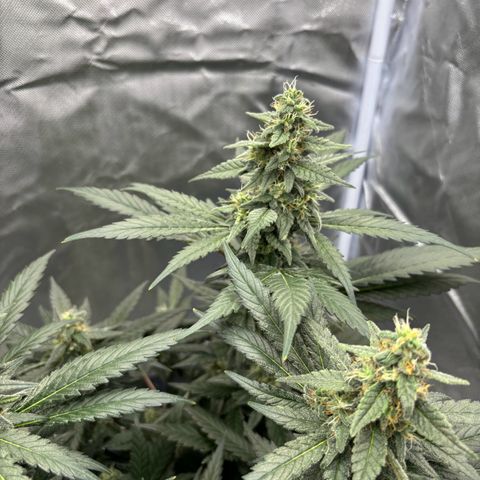 Frosted Guava growlog timeline photo