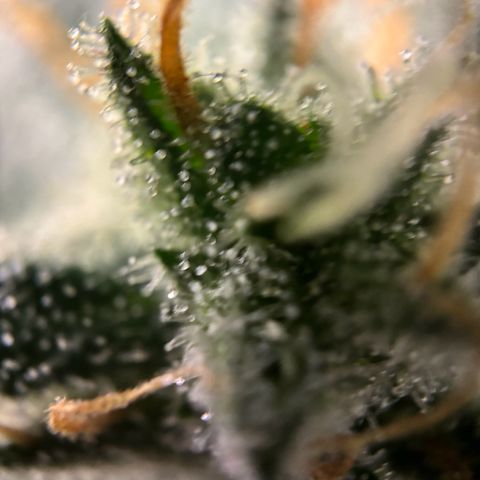 Frosted Guava growlog timeline photo