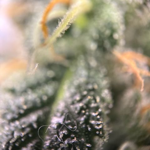 Frosted Guava growlog timeline photo