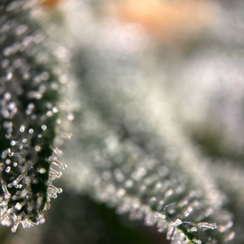 Frosted Guava growlog timeline photo