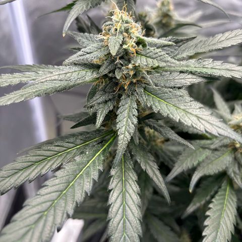 Frosted Guava growlog timeline photo