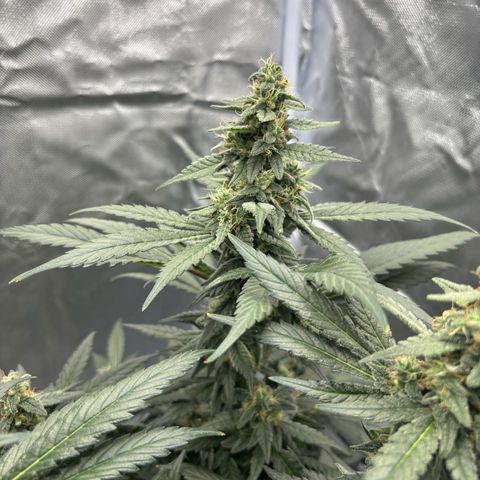 Frosted Guava growlog timeline photo