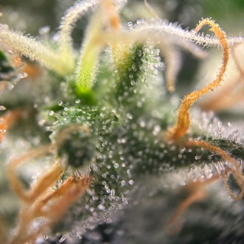 Frosted Guava growlog timeline photo