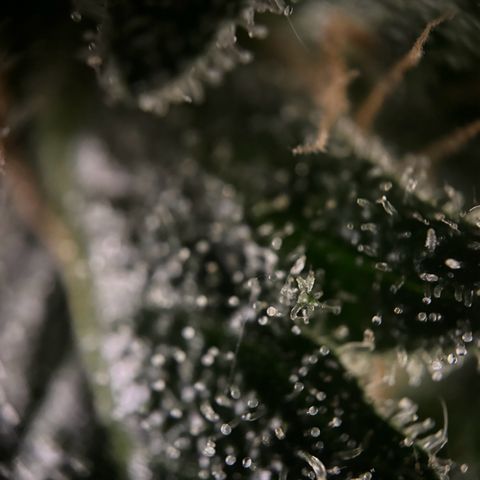 Frosted Guava growlog timeline photo