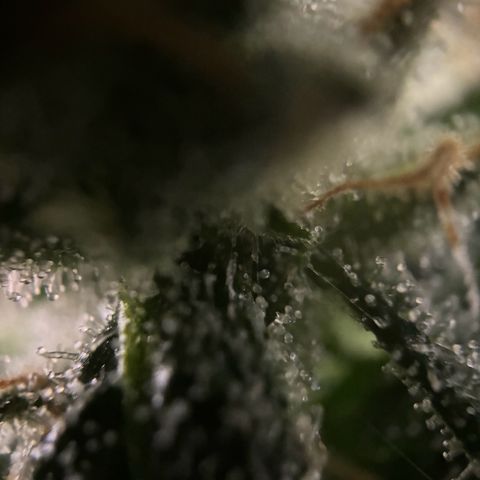 Frosted Guava growlog timeline photo