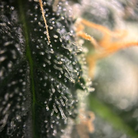 Frosted Guava growlog timeline photo