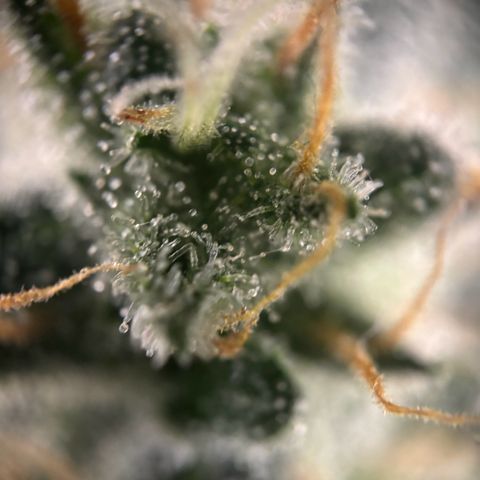 Frosted Guava growlog timeline photo