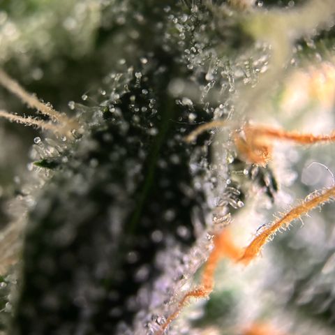 Frosted Guava growlog timeline photo