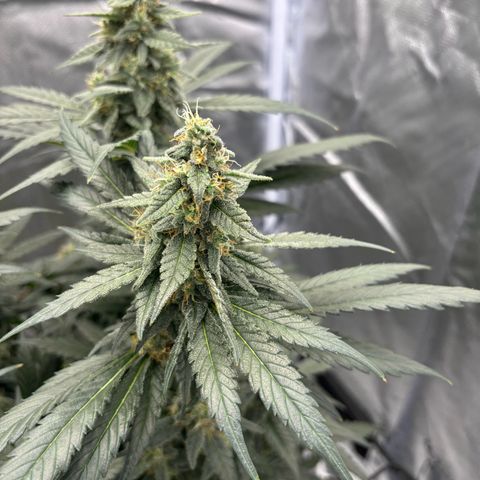 Frosted Guava growlog timeline photo
