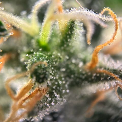 Frosted Guava growlog timeline photo