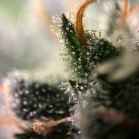Frosted Guava growlog timeline photo