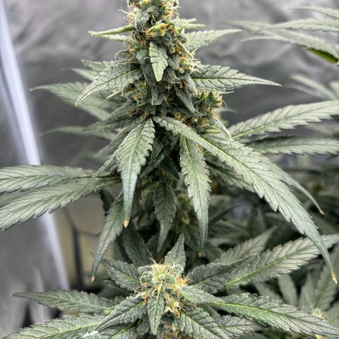 Frosted Guava growlog timeline photo