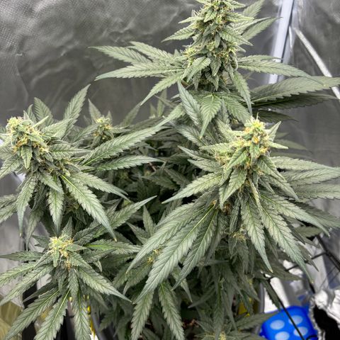 Frosted Guava growlog timeline photo